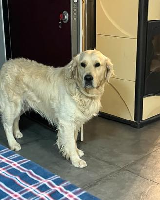 Golden Retriver per monta