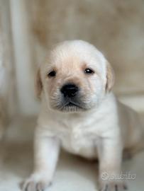 Cuccioli Labrador con pedigree
