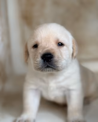 Cuccioli Labrador con pedigree