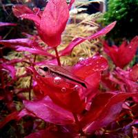 potature piante acquario