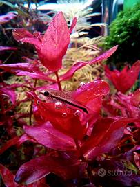 potature piante acquario