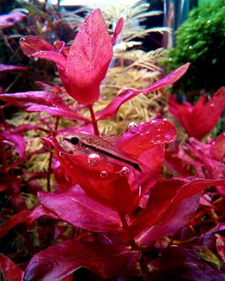 potature piante acquario