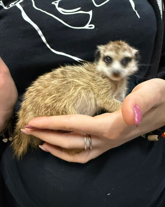 Suricata baby