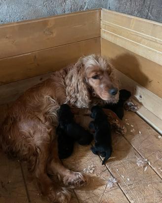 Coker Spaniel