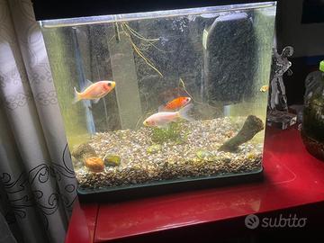 Acquario completo con pesci