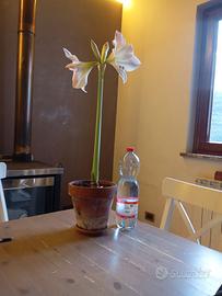 amaryllis bianco