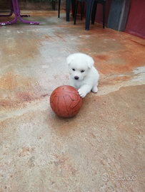 Akita inu giapponese