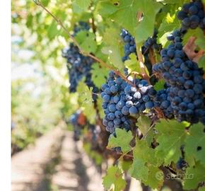 uva per vino