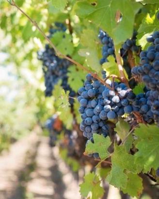 uva per vino