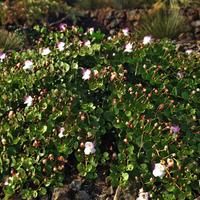 Capperi originali di Pantelleria raccolta 2025