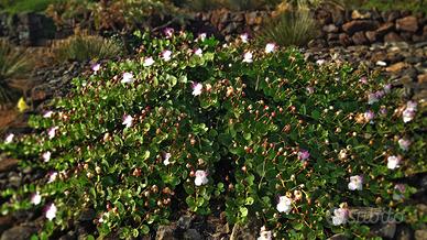 Capperi originali di Pantelleria raccolta 2025