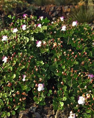 Capperi originali di Pantelleria raccolta 2025