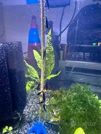 Caridine vasta selezione