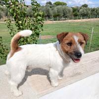 Jack russell monta