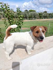 Jack russell monta