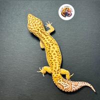 Geco leopardino