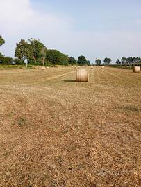 Terreno agricolo - 18700 mq - Latina