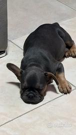 Cucciola