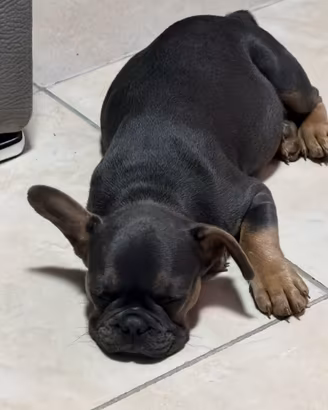Cucciola