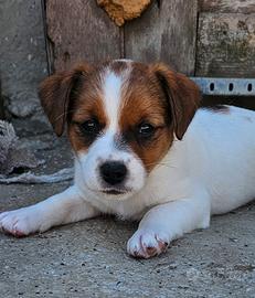 Jack russell