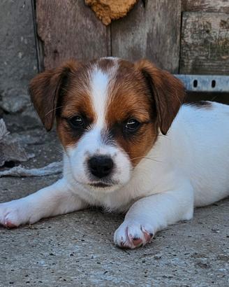 Jack russell