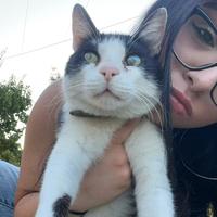 Commessa o canile/gattile