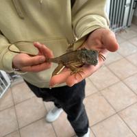 Baby iguana Red