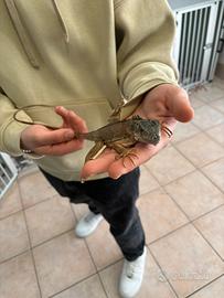Baby iguana Red