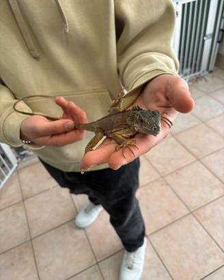 Baby iguana Red