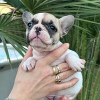 Cucciola bulldog francese femmina