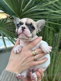 Cucciola bulldog francese femmina