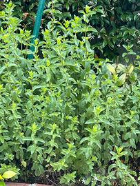 Piante di menta