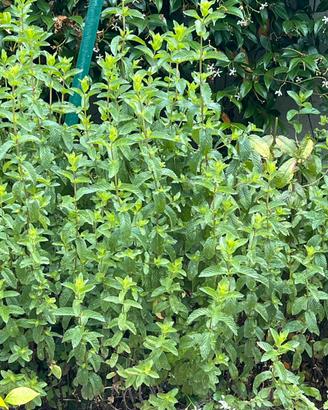 Piante di menta