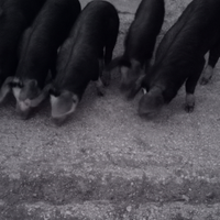 Maialini per porchetta o allevamento