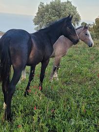 Cavallo Puledro