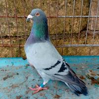 Viaggiatori federazione italiana