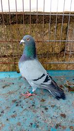 Viaggiatori federazione italiana