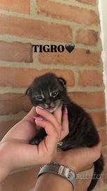 Cuccioli main coon