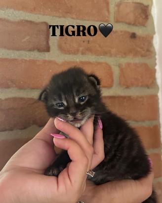 Cuccioli main coon