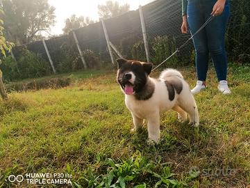 Akita americano