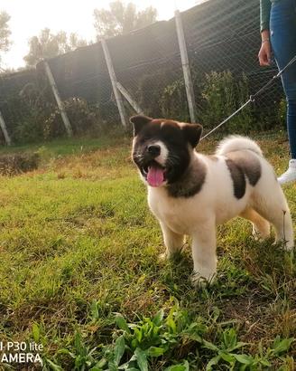 Akita americano