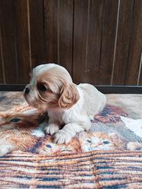 Cavalier king Charles Spaniel