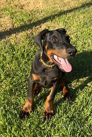 Dobermann