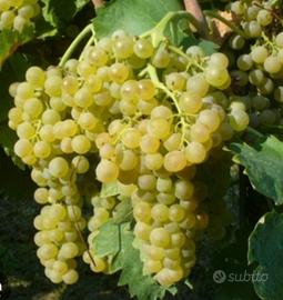 Uva da vino