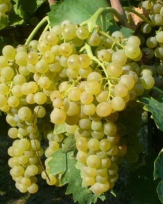 Uva da vino