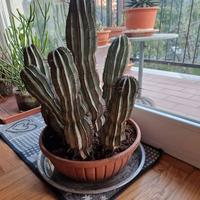 Grande vaso di Euphorbia Horrida