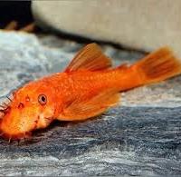 Ancistrus red o gold medio grande anche cm. 15