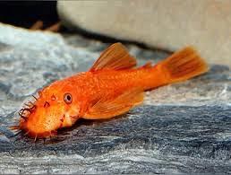 Ancistrus red o gold medio grande anche cm. 15