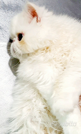 Gatta persiana ipertipica bianca femminuccia