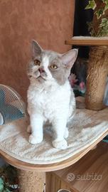 Selkirk rex cucciolo con pedigree 